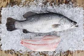 Barramundi fish